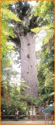 Kauri Museum